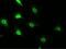 CASP2 And RIPK1 Domain Containing Adaptor With Death Domain antibody, GTX02184, GeneTex, Immunofluorescence image 