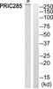 Helicase With Zinc Finger 2 antibody, PA5-39332, Invitrogen Antibodies, Western Blot image 