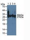 Carbonic Anhydrase 2 antibody, MBS2001860, MyBioSource, Western Blot image 