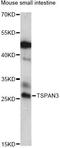 Tetraspanin 3 antibody, LS-C749816, Lifespan Biosciences, Western Blot image 