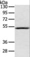 Interleukin 17 Receptor B antibody, LS-B15811, Lifespan Biosciences, Western Blot image 