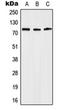 KAL antibody, orb214146, Biorbyt, Western Blot image 