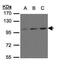 Glutamate Metabotropic Receptor 6 antibody, PA5-28770, Invitrogen Antibodies, Western Blot image 