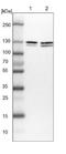 Pumilio RNA Binding Family Member 2 antibody, NBP1-89623, Novus Biologicals, Western Blot image 