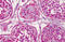 Heat Shock Protein 90 Alpha Family Class A Member 1 antibody, MBS240566, MyBioSource, Immunohistochemistry frozen image 
