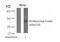 Ribosomal Protein S6 antibody, GTX50267, GeneTex, Western Blot image 