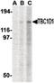 TBC1 Domain Family Member 1 antibody, LS-B1410, Lifespan Biosciences, Western Blot image 