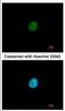 Zinc finger protein SNAI3 antibody, NBP2-20433, Novus Biologicals, Immunofluorescence image 