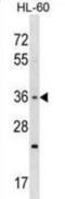Taste receptor type 2 member 7 antibody, abx029092, Abbexa, Western Blot image 