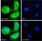 Bactericidal Permeability Increasing Protein antibody, 43-647, ProSci, Western Blot image 