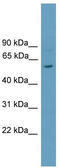 TOR antibody, TA342287, Origene, Western Blot image 