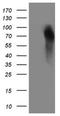 Granulin Precursor antibody, NBP2-45915, Novus Biologicals, Western Blot image 