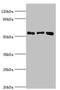 Annexin A11 antibody, orb352774, Biorbyt, Western Blot image 