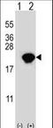 Peptidylprolyl Cis/Trans Isomerase, NIMA-Interacting 1 antibody, LS-C163732, Lifespan Biosciences, Western Blot image 