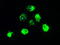 BDNF/NT-3 growth factors receptor antibody, TA500386, Origene, Immunofluorescence image 