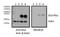 Zic Family Member 2 antibody, orb125150, Biorbyt, Western Blot image 