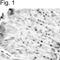 Resistin Like Beta antibody, NBP2-22446, Novus Biologicals, Immunohistochemistry frozen image 