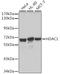 Histone Deacetylase 1 antibody, A0238, ABclonal Technology, Western Blot image 