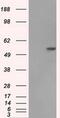 Fumarate Hydratase antibody, MA5-24989, Invitrogen Antibodies, Western Blot image 