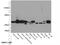 Eukaryotic Translation Elongation Factor 1 Alpha 2 antibody, 16091-1-AP, Proteintech Group, Western Blot image 