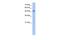 Radical S-Adenosyl Methionine Domain Containing 2 antibody, PA5-42231, Invitrogen Antibodies, Western Blot image 