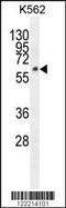 Family With Sequence Similarity 155 Member A antibody, 55-053, ProSci, Western Blot image 