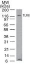 Toll Like Receptor 8 antibody, MA5-16190, Invitrogen Antibodies, Western Blot image 