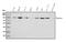 Plasminogen antibody, A03674-1, Boster Biological Technology, Western Blot image 