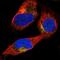 Sperm Autoantigenic Protein 17 antibody, NBP1-85409, Novus Biologicals, Immunocytochemistry image 