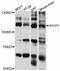 Synaptonemal Complex Protein 1 antibody, STJ114032, St John