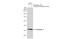 Cathepsin S antibody, GTX114350, GeneTex, Western Blot image 