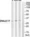 DnaJ Heat Shock Protein Family (Hsp40) Member C17 antibody, abx013813, Abbexa, Western Blot image 