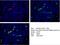 Complement Factor Properdin antibody, 50430-2-AP, Proteintech Group, Immunofluorescence image 
