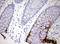 Keratin 20 antibody, LS-C336608, Lifespan Biosciences, Immunohistochemistry frozen image 