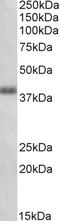 Oxoeicosanoid Receptor 1 antibody, EB10894, Everest Biotech, Western Blot image 