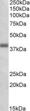 Oxoeicosanoid receptor 1 antibody, EB10894, Everest Biotech, Western Blot image 