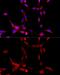 Cytochrome P450 Family 1 Subfamily B Member 1 antibody, GTX64767, GeneTex, Immunocytochemistry image 