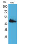 CD177 Molecule antibody, STJ96648, St John