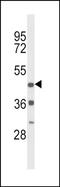 D(4) dopamine receptor antibody, PA5-72569, Invitrogen Antibodies, Western Blot image 