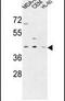 Pre-MRNA Processing Factor 38A antibody, PA5-26925, Invitrogen Antibodies, Western Blot image 