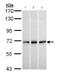 MX Dynamin Like GTPase 1 antibody, ab95926, Abcam, Western Blot image 