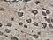 Synaptophysin antibody, 60191-1-Ig, Proteintech Group, Immunohistochemistry paraffin image 