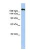 Contactin-associated protein-like 4 antibody, NBP1-59223, Novus Biologicals, Western Blot image 