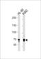E74 Like ETS Transcription Factor 4 antibody, LS-B3635, Lifespan Biosciences, Western Blot image 