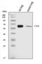 CD86 antibody, A00220-4, Boster Biological Technology, Western Blot image 