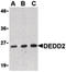 Death Effector Domain Containing 2 antibody, LS-C19473, Lifespan Biosciences, Western Blot image 