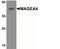 MAGE Family Member A4 antibody, NBP2-41318, Novus Biologicals, Western Blot image 