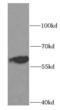 Sterol Carrier Protein 2 antibody, FNab07652, FineTest, Western Blot image 