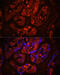 Platelet And Endothelial Cell Adhesion Molecule 1 antibody, 13-159, ProSci, Immunofluorescence image 
