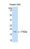 Annexin A3 antibody, LS-C292846, Lifespan Biosciences, Western Blot image 